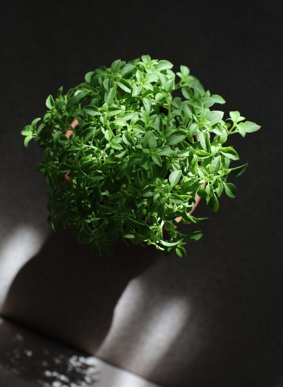 Essential Tips for Starting a Small Kitchen Herb Garden at Home
